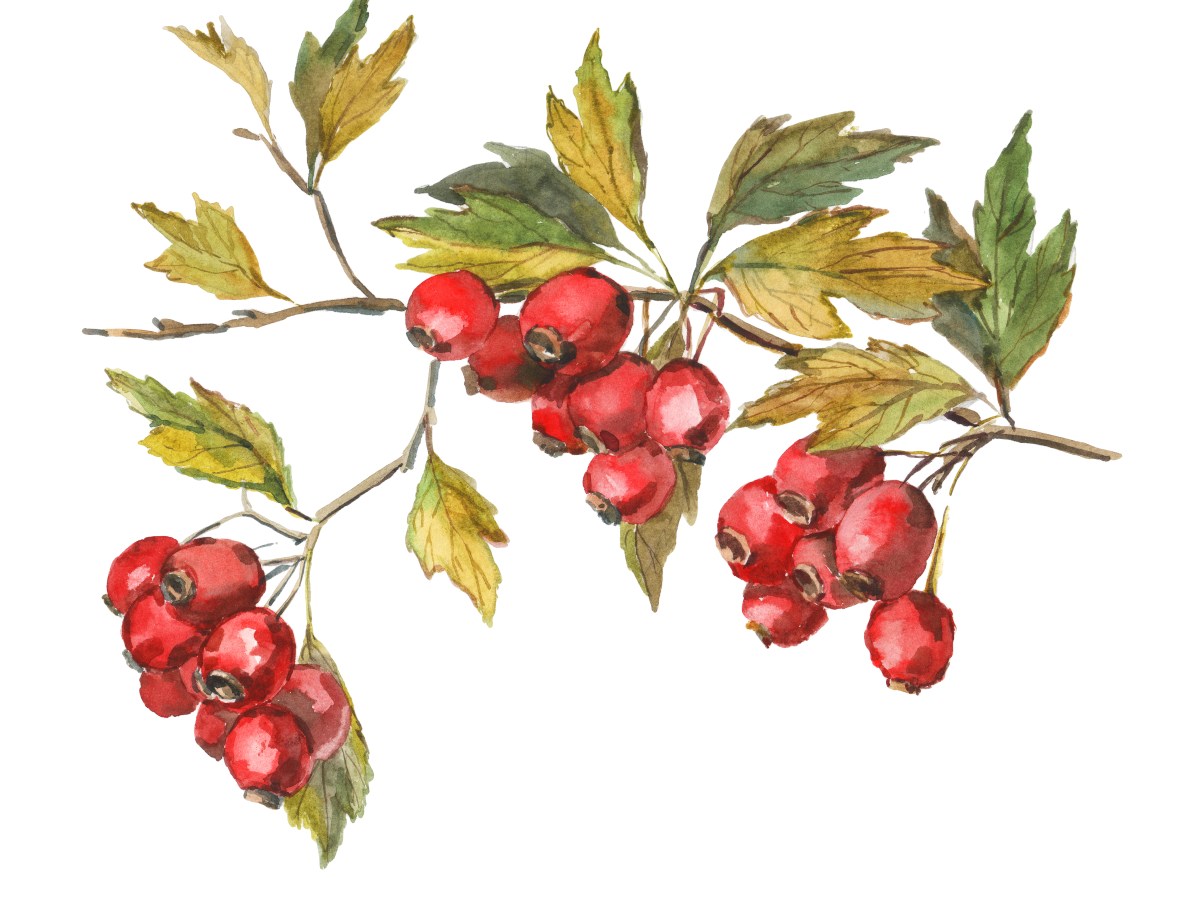 My Top 5 Herbs from&nbsp;2020